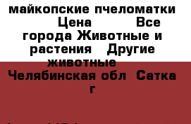  майкопские пчеломатки F-1  › Цена ­ 800 - Все города Животные и растения » Другие животные   . Челябинская обл.,Сатка г.